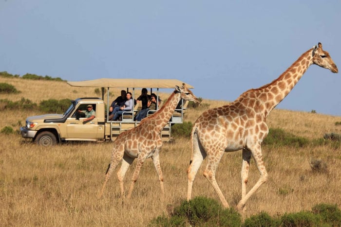 Fra 3-dagers Garden Route-høydepunkter og 4x4-safari