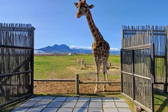 Kaapstad Giraffenhuis, Cheetah Ontmoeting en Wijnproeverij