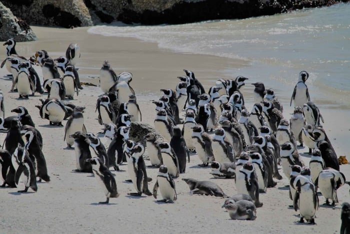 Fra Cape Point & Boulders Beach heldagstur