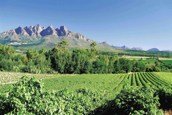 Von Kapstadt aus: Ganztagestour durch die Weinberge und Weinverkostung