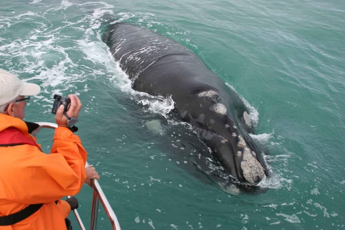 Gansbaai: Tour en barco por el Big 5 marino