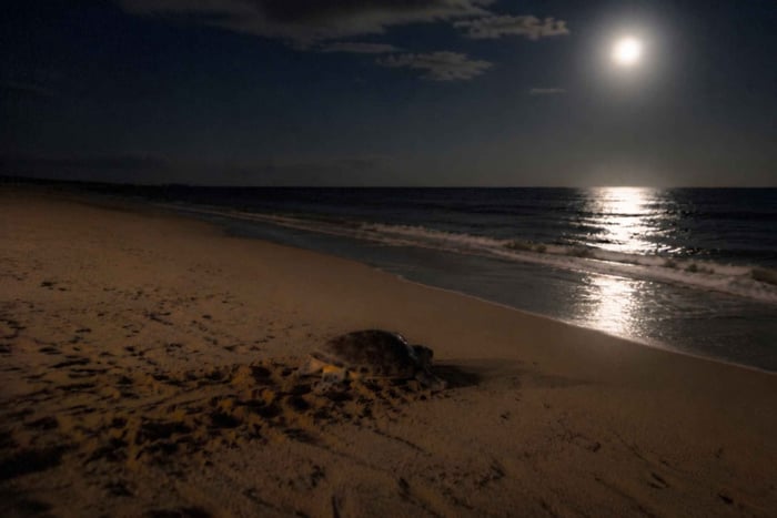 Boa Vista: gecertificeerde ethische ervaring met nestelende schildpadden