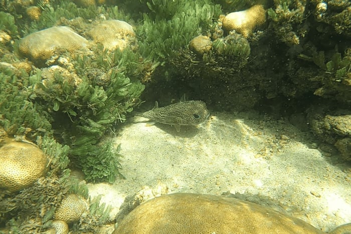 Boa Vista: Snorkling ved Gatas Bay og nordøstlig tur