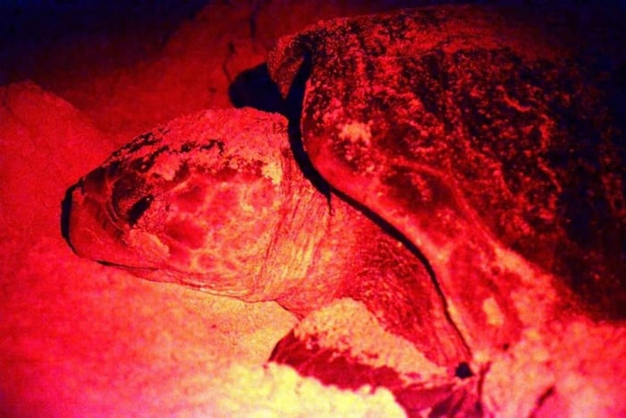 Boa Vista: Aftenudflugt med skildpaddesafari