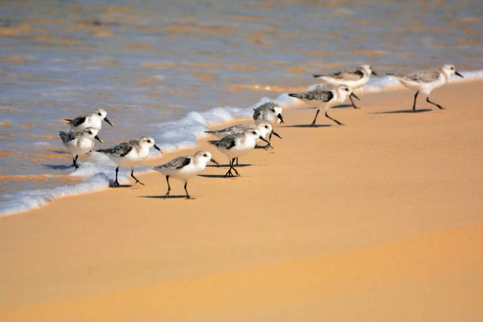 Boavista: Private Vogelbeobachtung im natürlichen Lebensraum