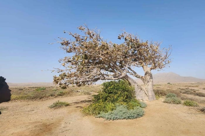 Tour ad est - faro, riserva naturale delle tartarughe, albero di baobab ...