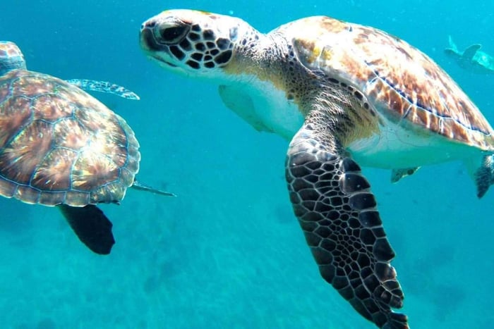 Conoce a las tortugas: tour guiado de snorkel en São Pedro