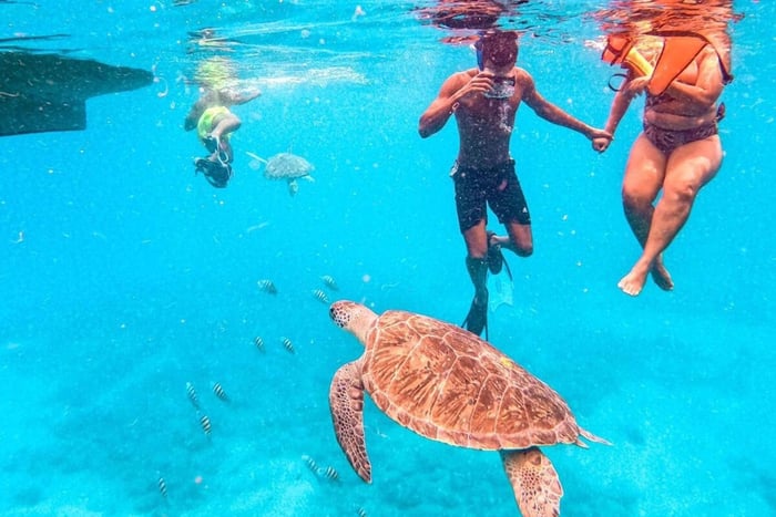 Privat snorkeloplevelse med havskildpadde for krydstogtskibe