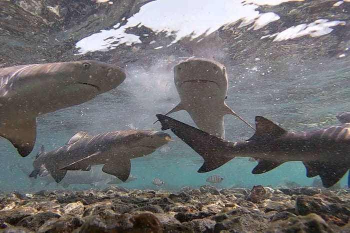 Salin saari: Santa Mariasta käsin: Shark Bay Experience