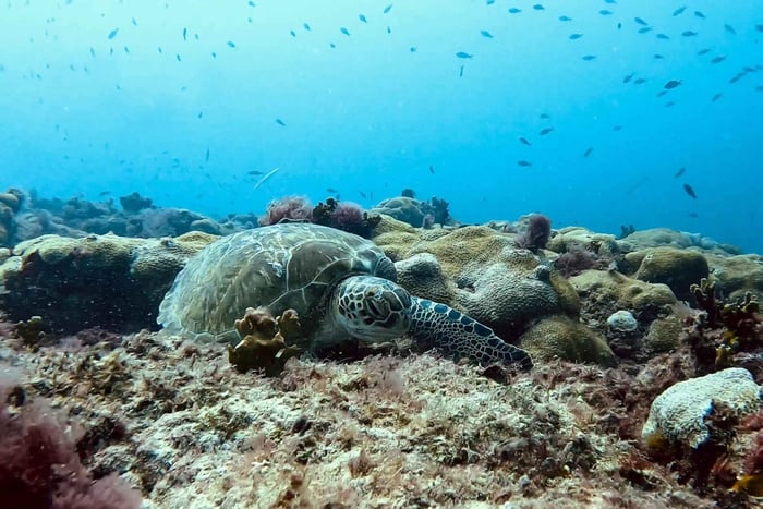 Sal: Snorkeltur med havskildpadder og guide