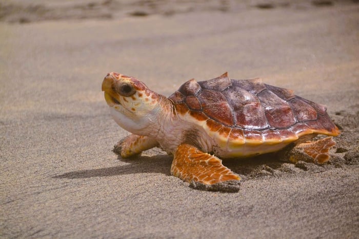 Sal : excursion d'observation des tortues - Santa Maria