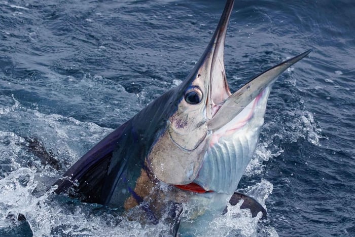 Santa Maria: battuta di pesca a traina nell'Oceano Atlantico