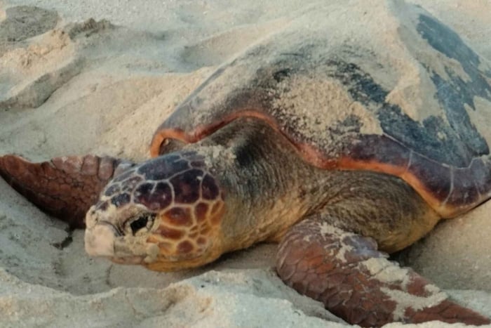 Santa Maria: Oplevelse med at se havskildpadder på Sal Island
