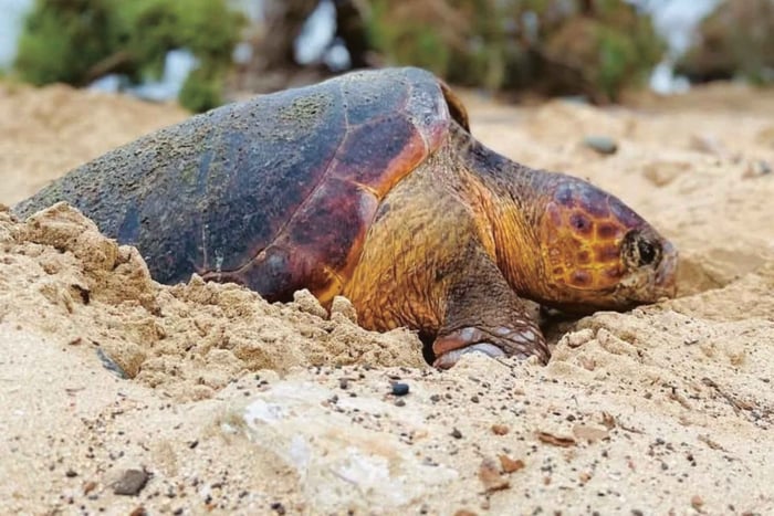 Santiago : observation de tortues avec des guides spécialisés dans la faune