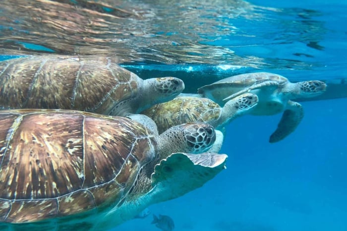 São Vicente: Avventura di snorkeling con le tartarughe marine