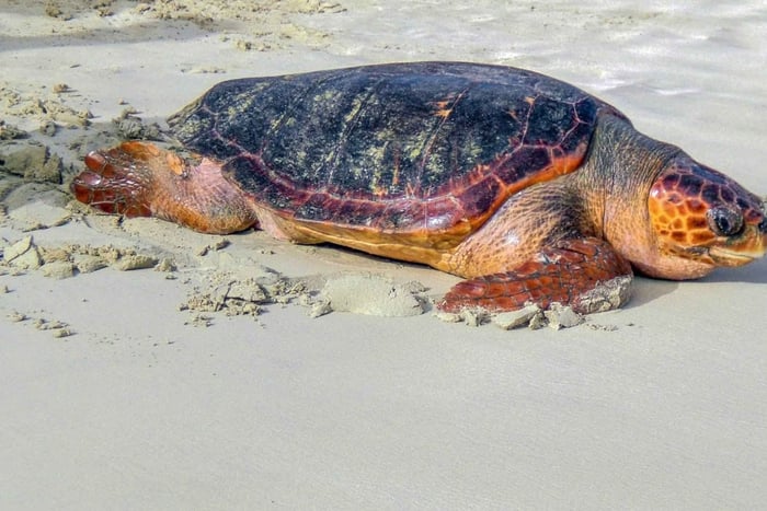 Observation des tortues à Boavista avec garantie à 100 % de juillet à octobre