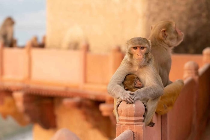 Agra: Excursão a pé guiada Monkey Safari