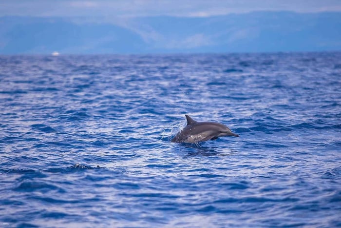 Bohol : observation des dauphins et visite de l'île de Balicasag