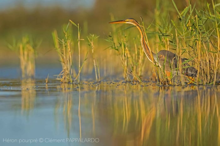 Camargue : Découverte de la nature aux marais du Vigueirat