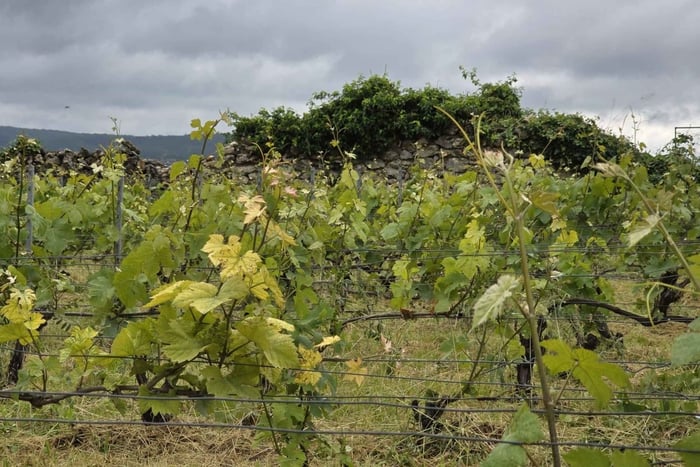 Champagne Vineyard Experience: Delve into the terroir