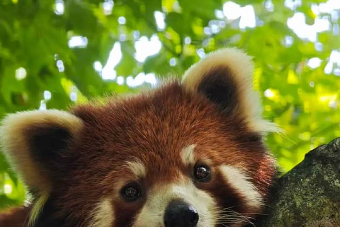 Chengdu: Giant Panda Valley and Canyon Ecosystem Route