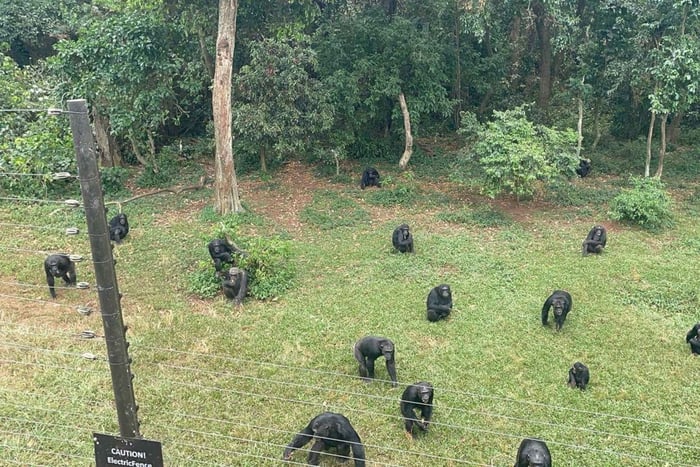 Entebbe: Rundtur på Ngamba Island Chimpanzee Sanctuary