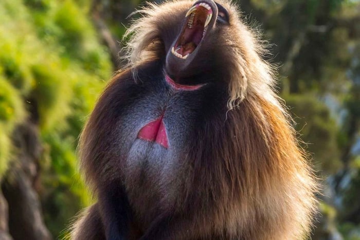 From Addis Ababa: Debre Libanos Monastery & Nature Tour