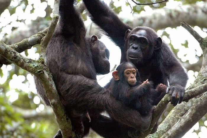 Da Kigali: trekking di 3 giorni alla scoperta degli scimpanzé, della foresta pluviale e del Lago Kivu