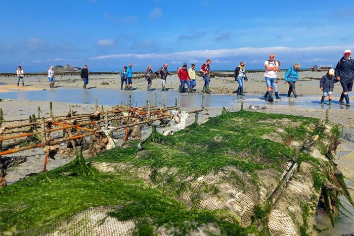 Guided Tour of the Oyster Farms of Cancale