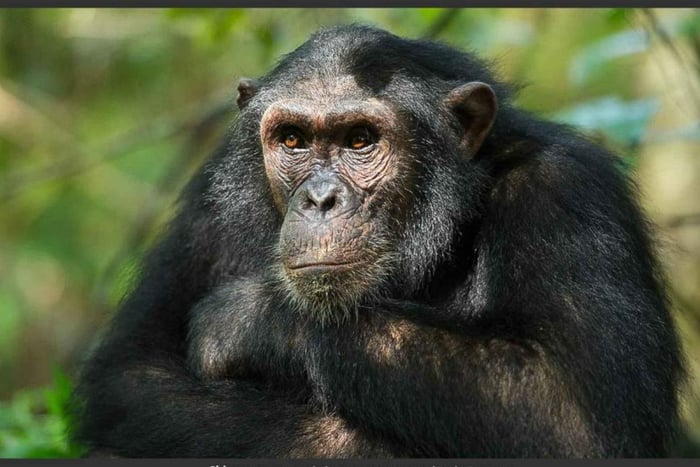 KIGOMA: Chimpanzees trekking Day Trip in Gombe national park