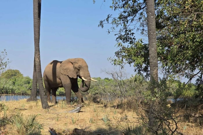 Livingstone: experiencia de safari y paseo con rinocerontes