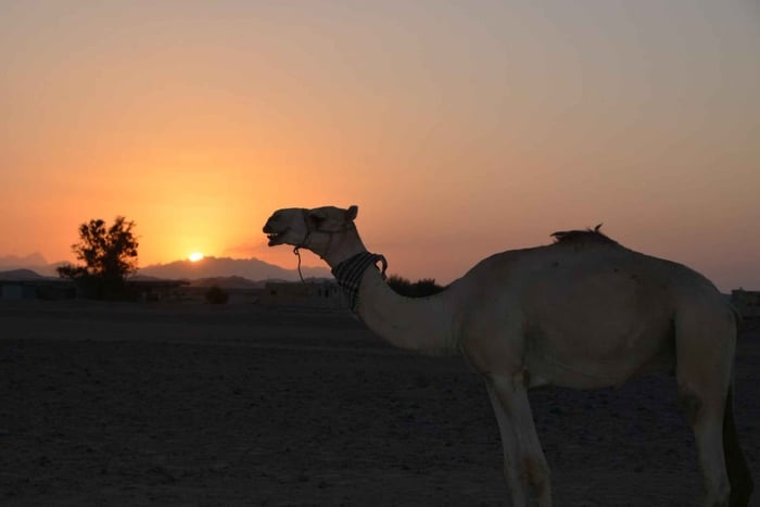 Makadi Bay:BADU Camp Sonnenaufgang Kamelritt & Beduinenfrühstück