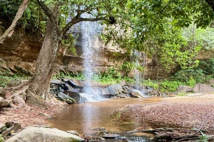 Mombasa: Shimba Hills & Sheldrick Falls Guided Nature Walk