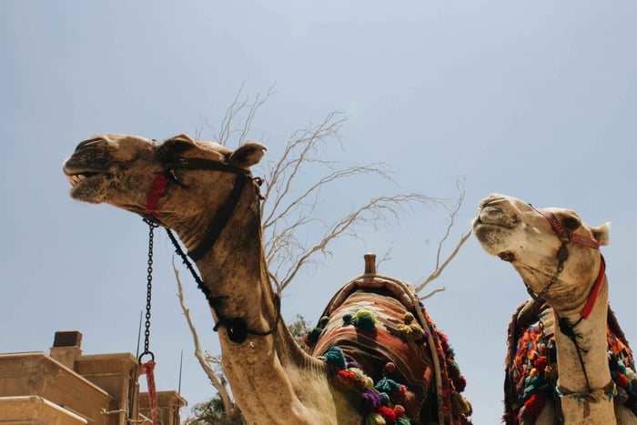 Monastir: City Tour & Camel Ride Experience