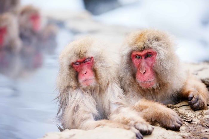 Nagano: Togakushi Shrine & Jigokudani Snow Monkey Park Trip