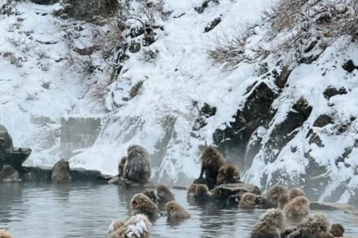 Nagano e Tóquio: excursão de um dia personalizável com macacos da neve