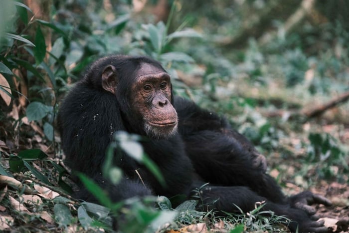 Excursão aos chimpanzés da Ilha Ngamba, Entebbe e Victoria