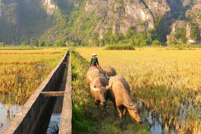 Ninh Binh: Sunrise Buffalo Ride, Lotus Pond & Village Tour