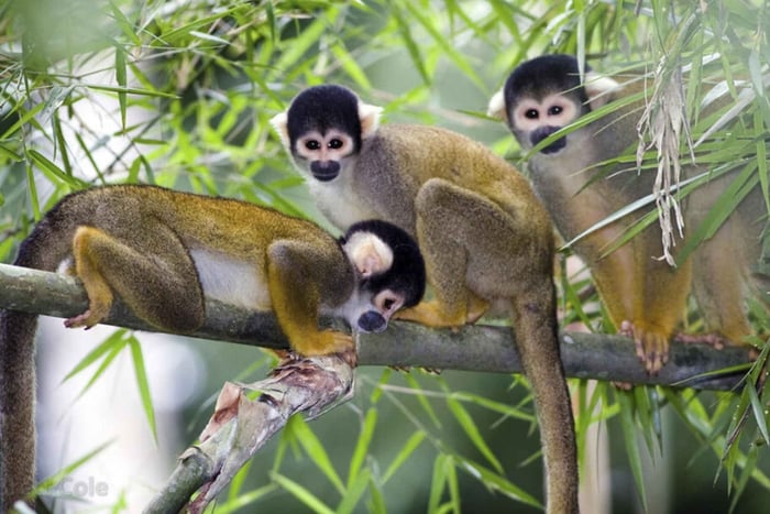 Punta Cana: Monkey Adventure by Jhoraji With hotels Pick-Up