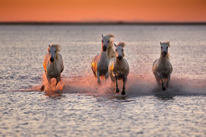 Passeio a Cavalo Romântico ao Pôr do Sol na Natureza da Camargue
