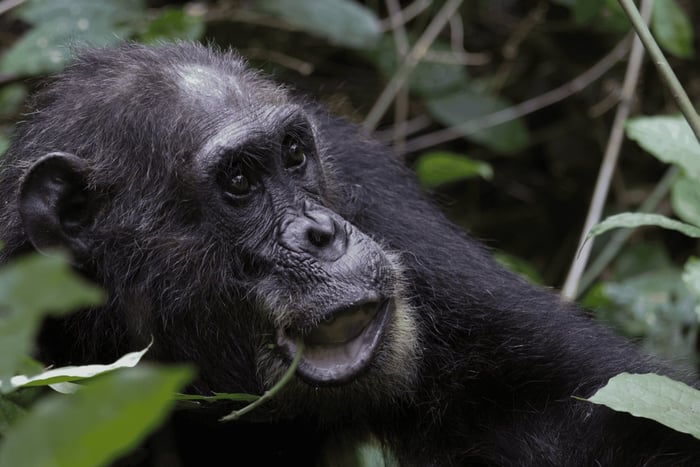 Rwanda: 7-Day Gorillas, Chimpanzees, and Cultural Safari