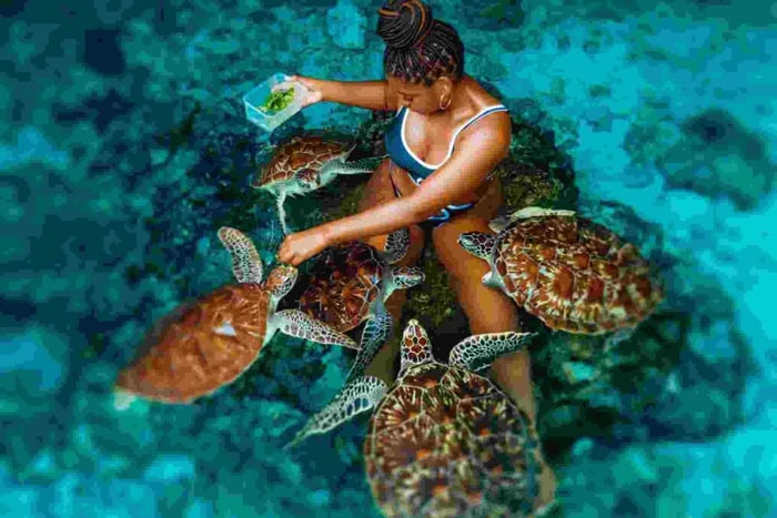 See red colobus monkeys & swim with turtles , fees& transfer