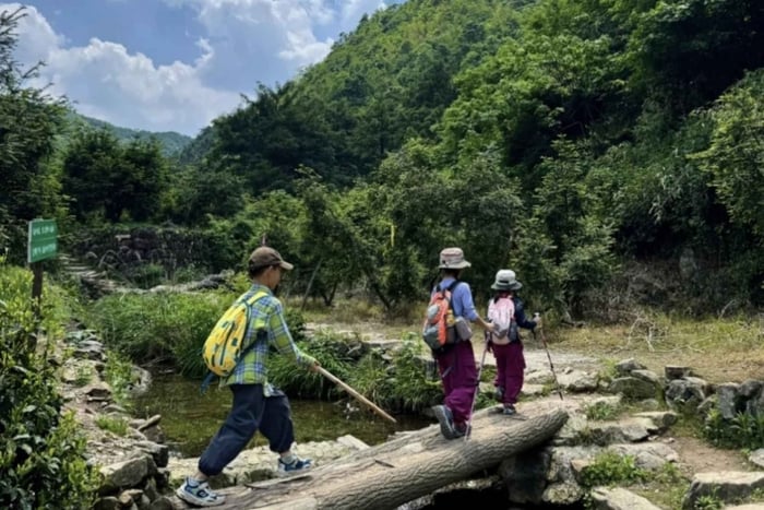 Shanghai : randonnée de Zoumagang à travers l'ancienne forêt de Torreya
