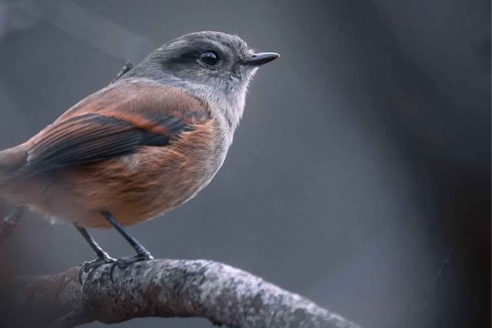 Lagoa de Aculeo: observação de aves e caiaque