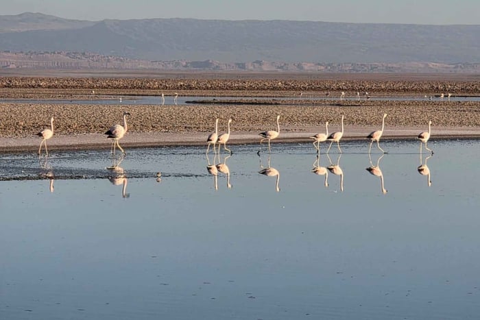Salar de Atacama et Toconao : visite touristique matinale avec des flamants roses