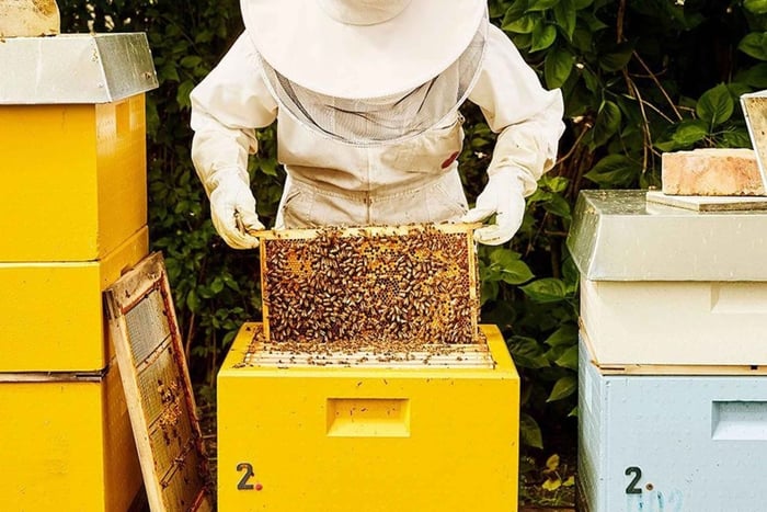 Beekeeper for a day: learn beekeeping in Santiago de Chile