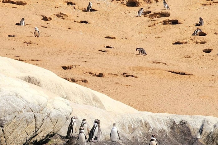 Observación de aves y pingüinos desde Santiago: tour por los humedales de Mantagua