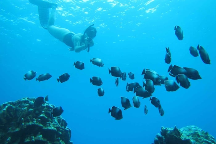 Easter island: Snorqueling tour on coral reefs