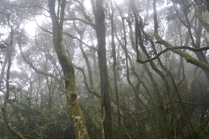 'Foresta relitta dell'era glaciale di Fray Jorge' Riserva UNESCO Starlight