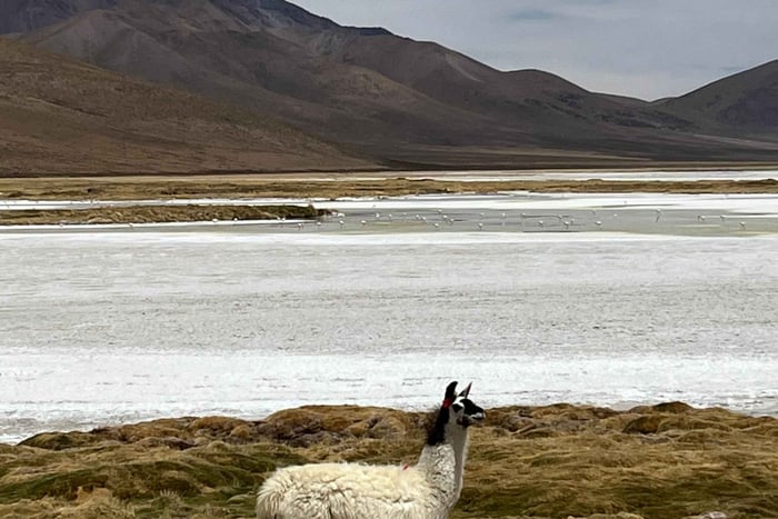Da Arica: tour in 4x4 al Salar de Surire e alle sorgenti calde di Polloquere